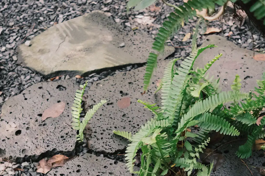 Ferns along a stone path
