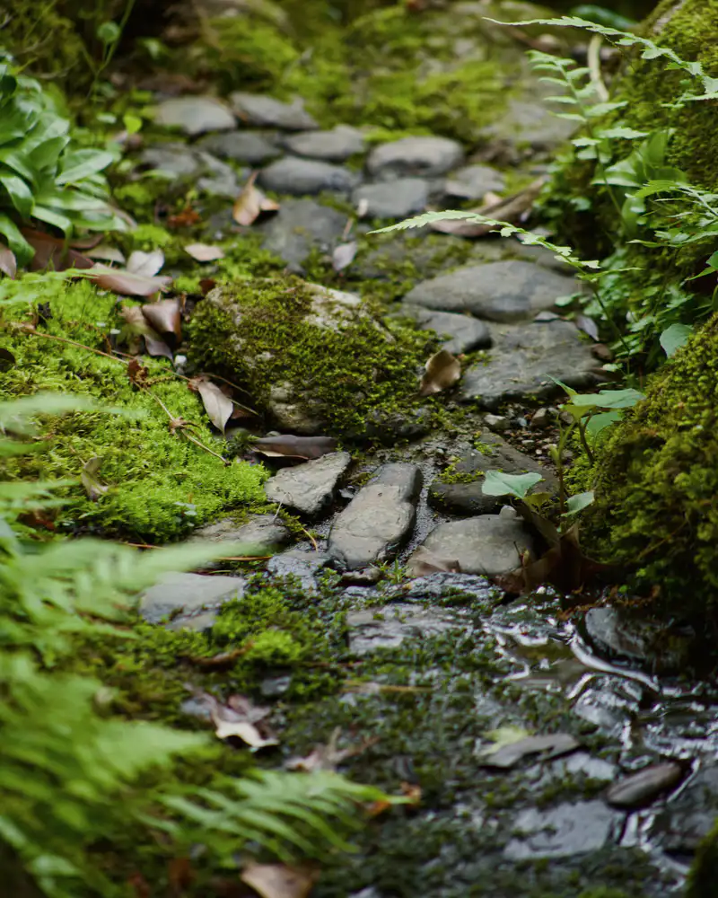 A moss-covered stone path through ferns and shrubs