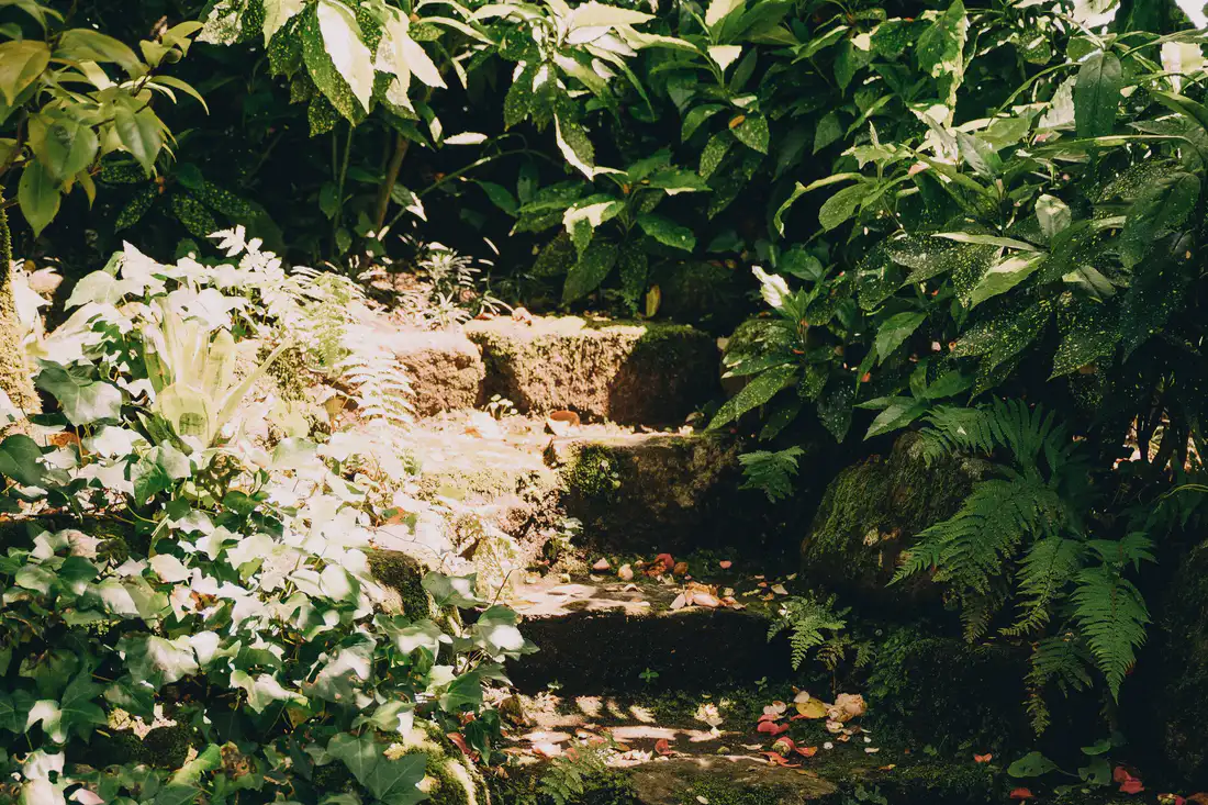 Mossy stone steps climbing through planting
