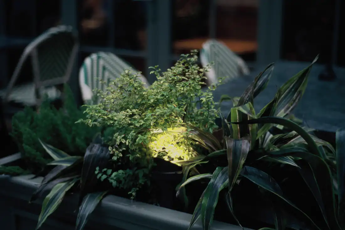 A low fixture lighting ferns in a planter at night