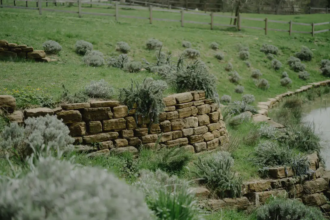 A dry stone wall holding a planted slope with lavender
